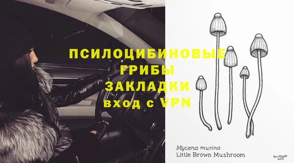 сатива Каменка