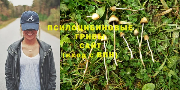 сатива Каменка